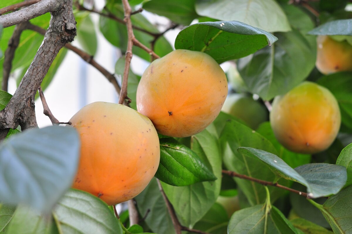 Who's Growing Improved American Persimmons? Suggestions welcome! - #370 by clark