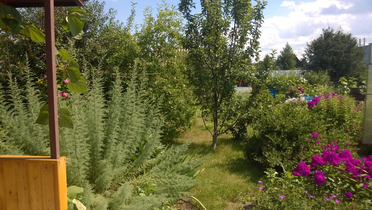 Выход в сад