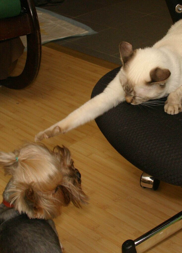 Как кошка с собакой