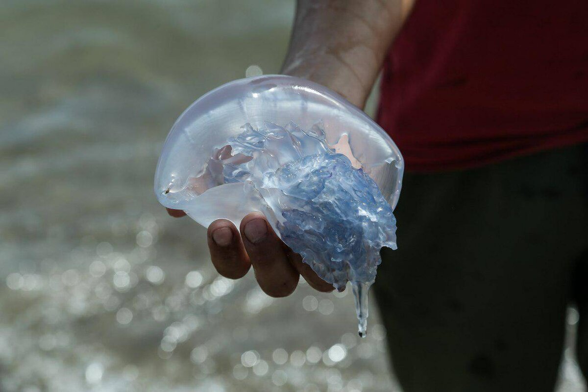Медузы в Крыму