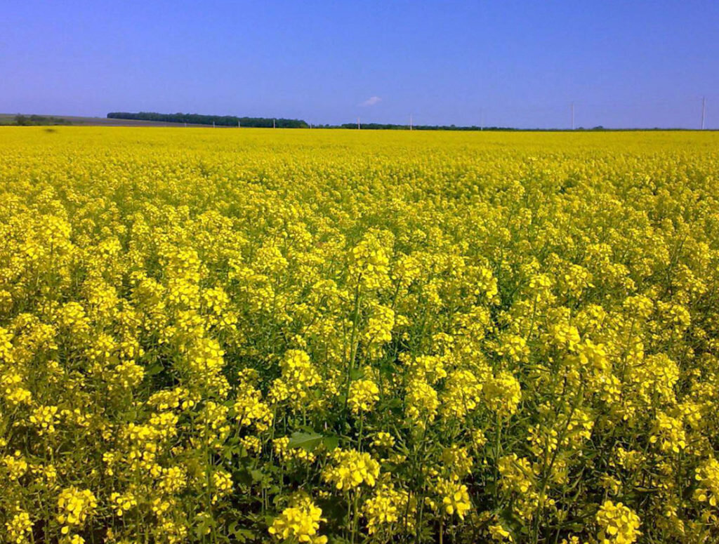 Источник фото: http://deukem.ru/wp-content/uploads/2016/10/BelayaGor-Siderat-1024x775.jpg