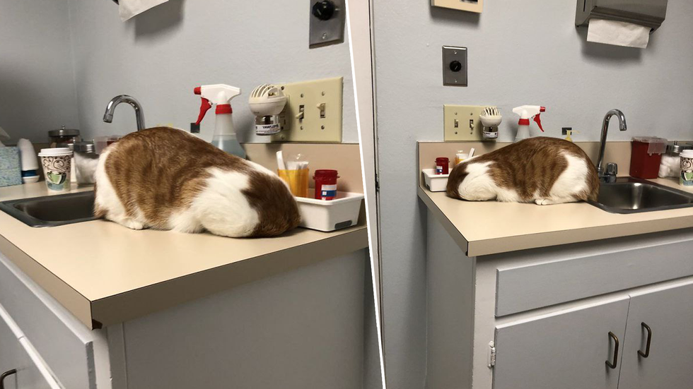 фото из Twitter/itsashlyperez