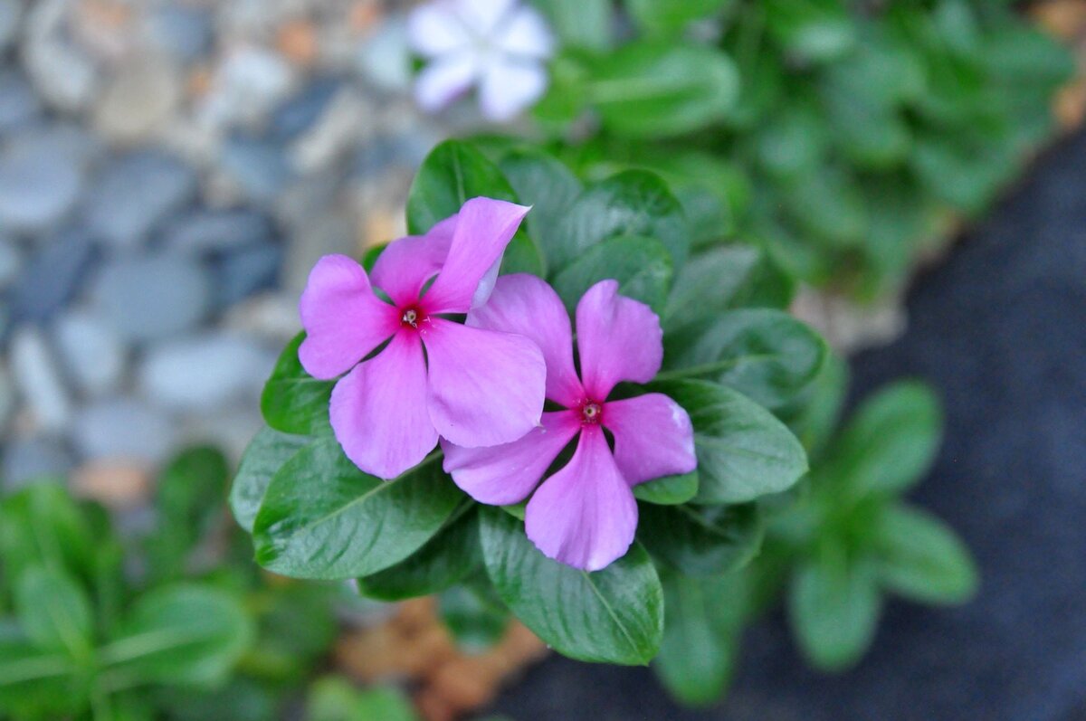 Catharanthus ovalis