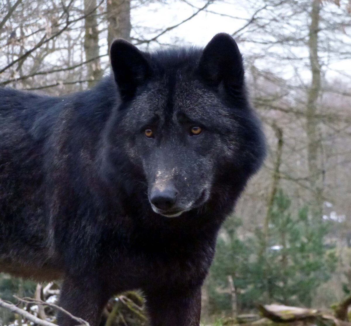 Черный волк в темноте (29 фото)