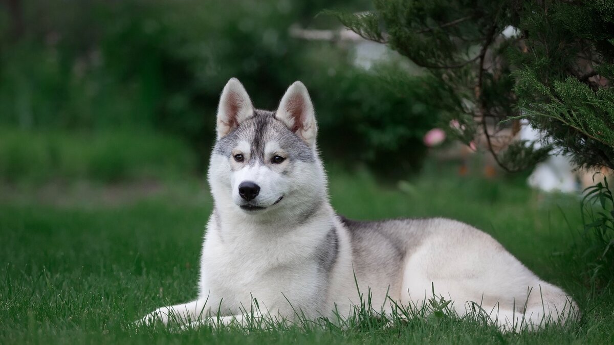 Источник фото: https://nicefon.ru/tag/haski/download-now/page-82.html