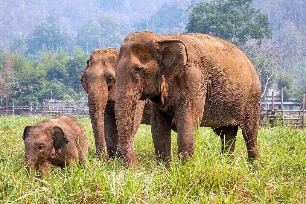 Elephant Nature Park