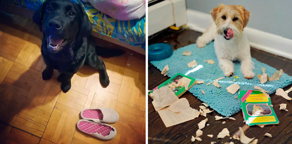 Нет смысла наказывать собаку за давнюю шалость, ведь она уже о ней и не помнит