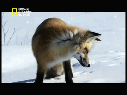 Где-то там есть живность, точно.
