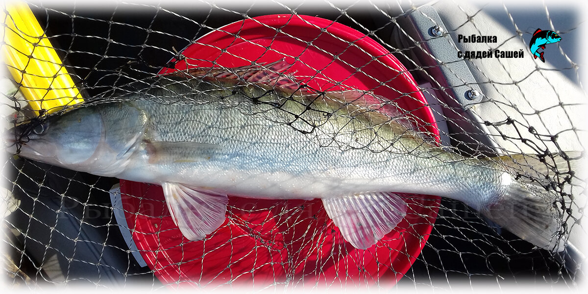 Пельмени из судака