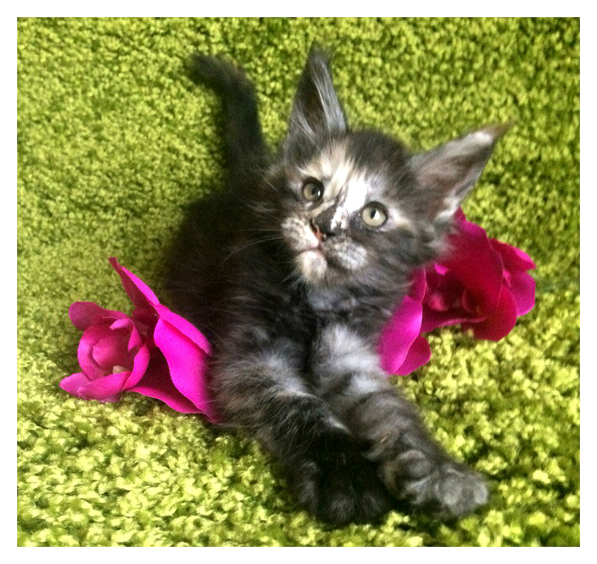 Фото котёнка из питомника Adamand-coon