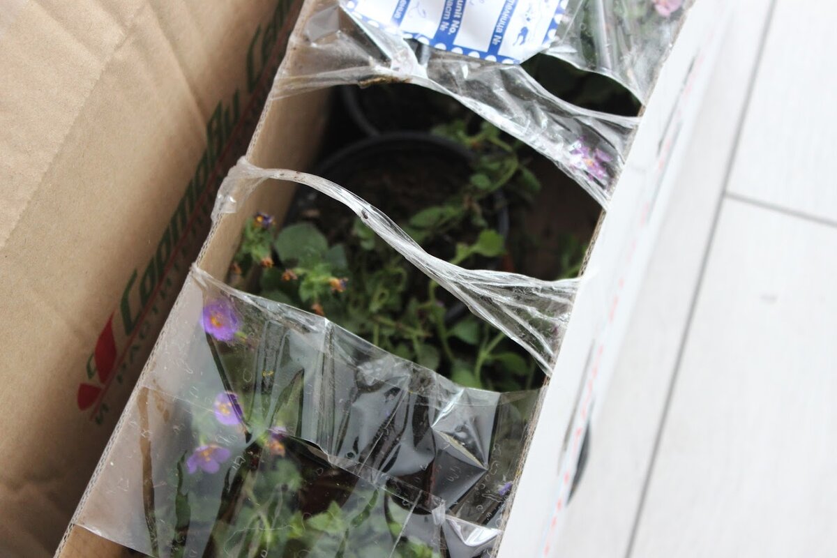 Никаких проблем с купленными через интернет цветами у меня пока не было. всё корректно