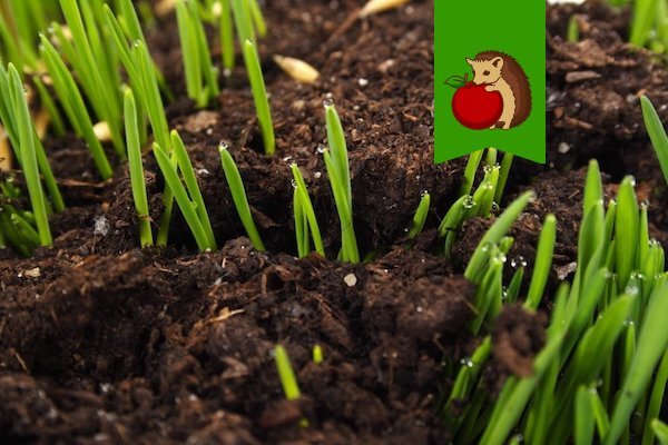 Фото: https://www.botanichka.ru/wp-content/uploads/2017/05/soil-ph-01.jpg