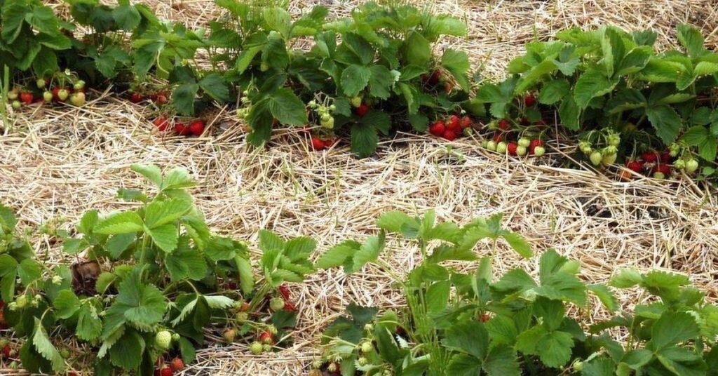 Пошаговое руководство как обрезать малину весной чтобы получить большой урожай