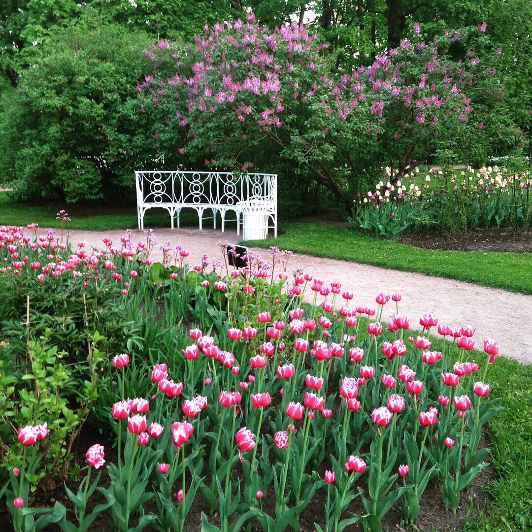 Собственный садик. Сейчас тут время тюльпанов и сирени. Летом распускаются мои любимые пионы, а также розы. Фото автора 