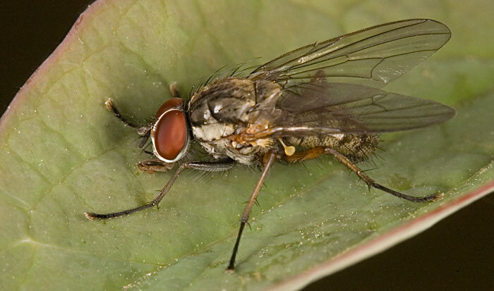 http://ecology.md/pics/2015/05/lukovaia_muha.jpg