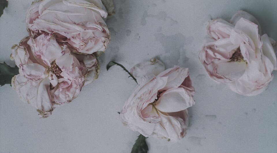 photo by Free-Photos