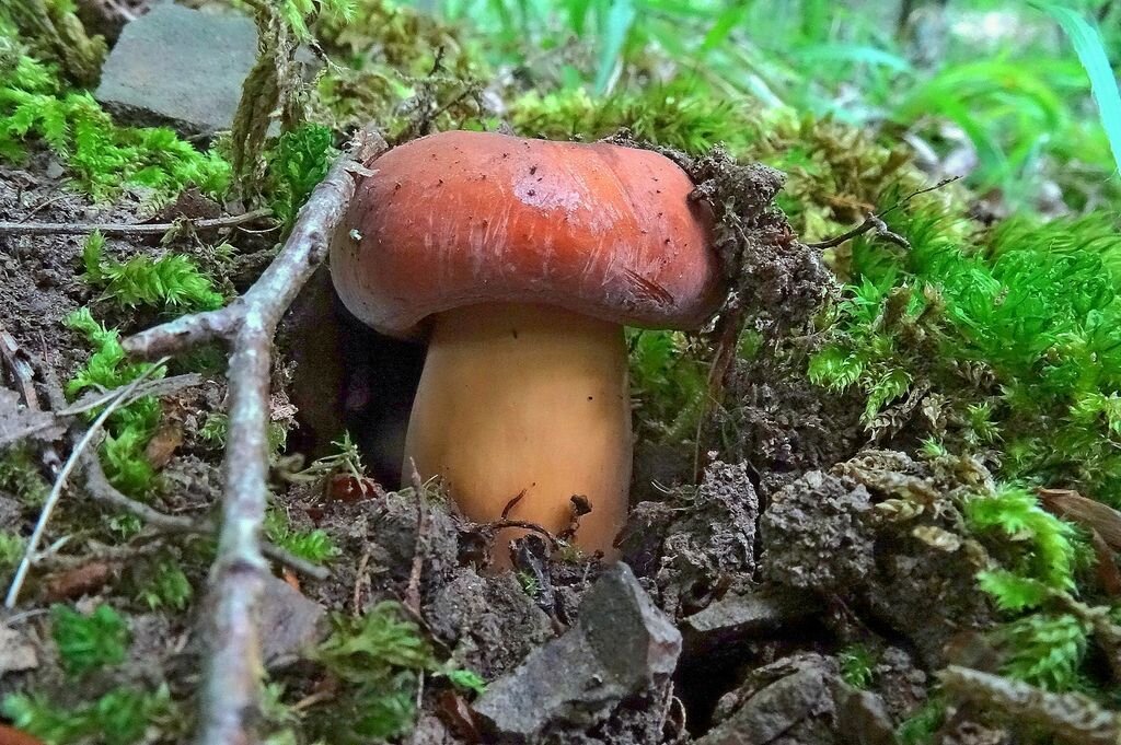 Молочай с Краснодарского Края. Ух какой! (фото пользователя Марго с фотогалереи форума "Грибы Средней Полосы")