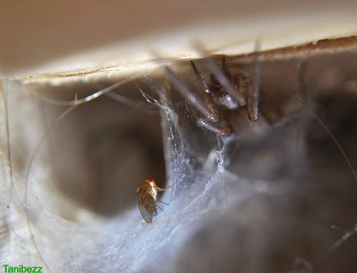 Тегенария домовая / Tegenaria domestica