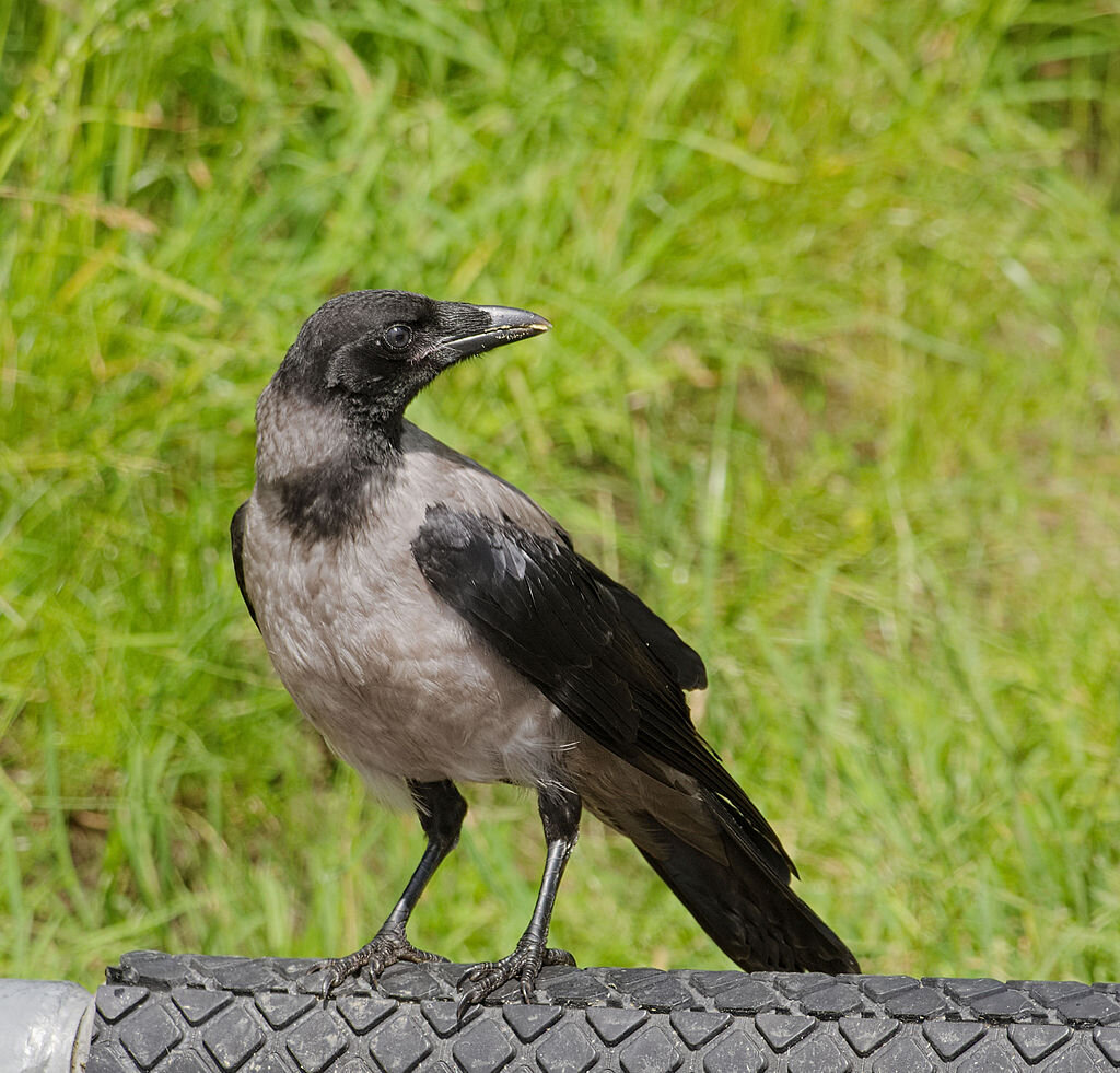 Серая ворона Corvus cornix.