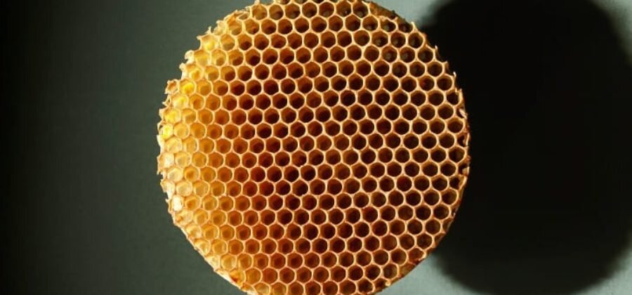 Фрагмент пчелиных сот