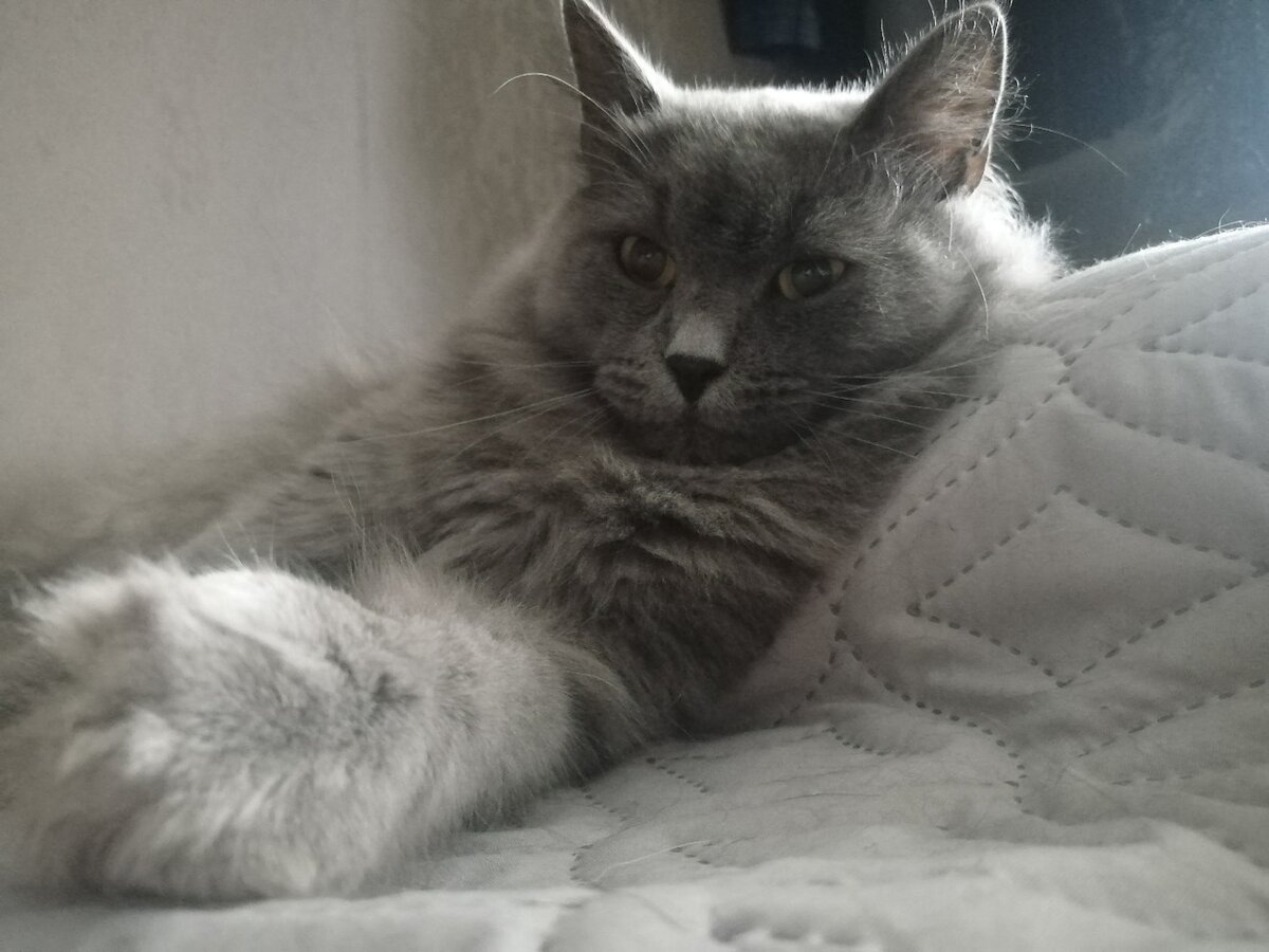 Кот Персиваль из Банды Дворян
