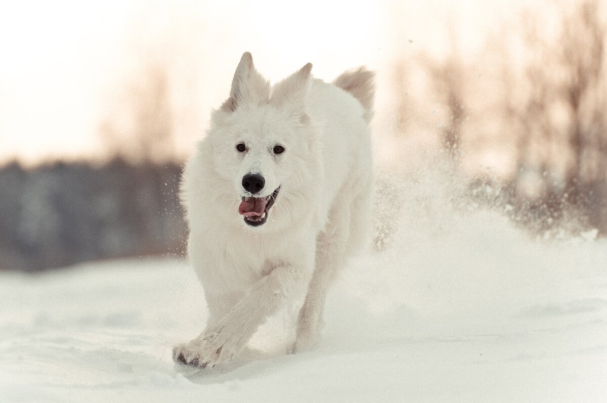 Не нашла у себя фотки, где Линда бегает летом - нооо...есть отличная зимняя фотка!