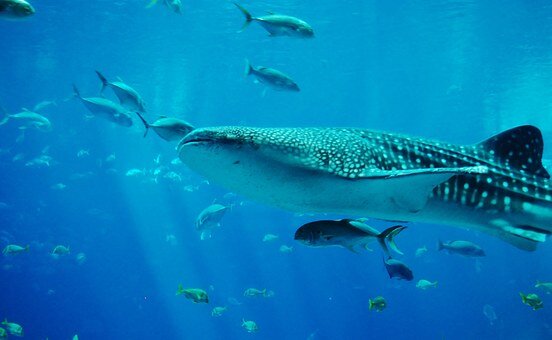 китовые акулы фото https://cdn.pixabay.com/photo/2014/03/07/06/42/whale-shark-281497__340.jpg