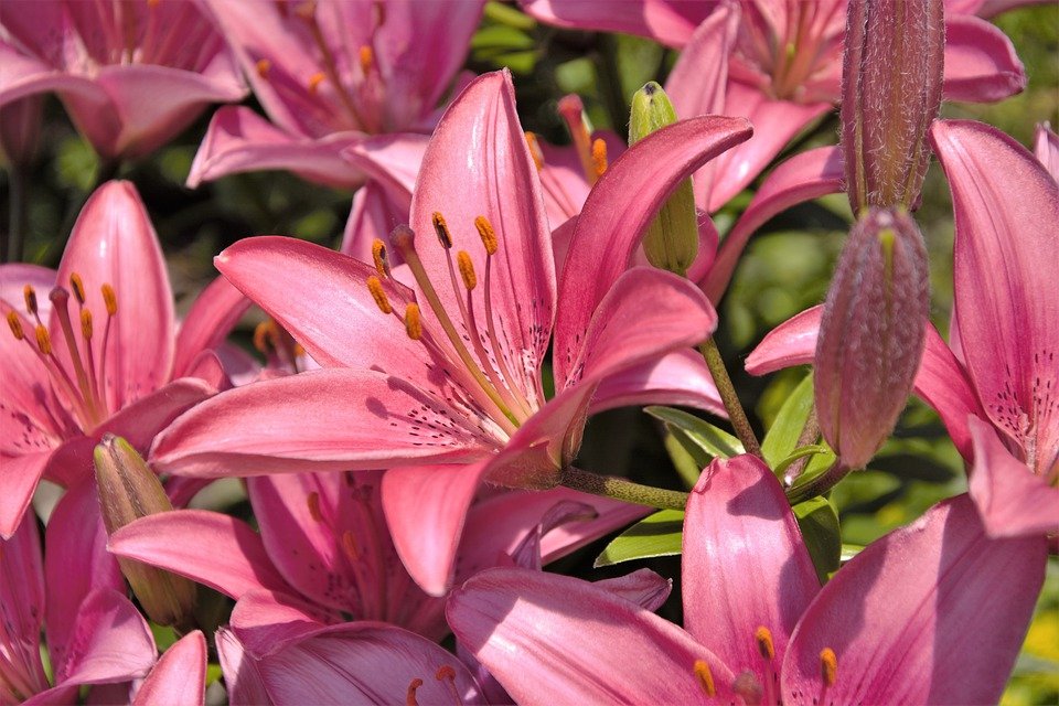 https://pixabay.com/photos/flowers-lilies-hybrid-pink-4464986/
