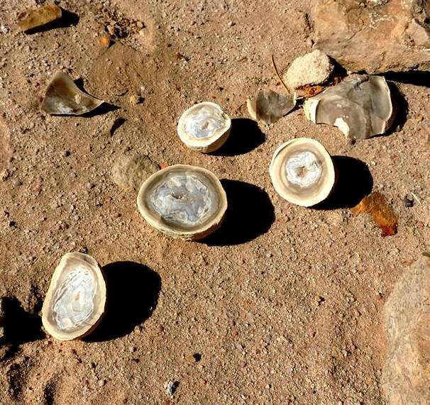 Заполненные халцедоном древние ракушки находят в Египте на плато Эль-Гунна (Синай)