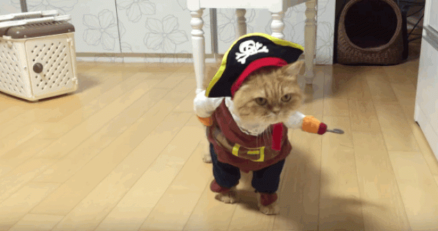 Источник: lifehacker.ru/15-aliexpress-crazy-things/