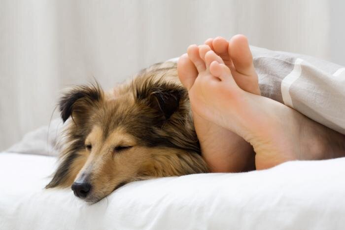   Сон в компании кошки или собаки: плюсы и минусы Спать с любимой кошкой или собакой для вас в порядке вещей?