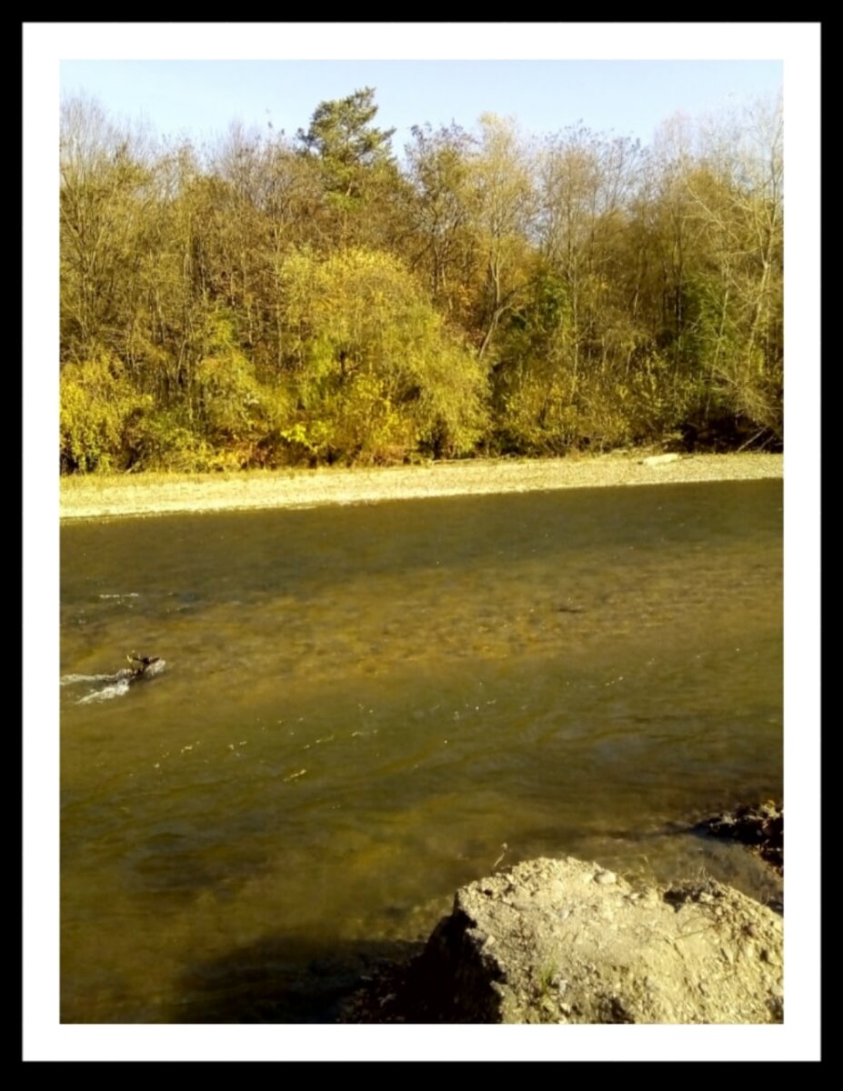 Эту фотографию подарил мне сын Дмитрий Кр.. Река Подкумок за нашим селом. Возможно, здесь и гуляет  наш Семён с другими котами.