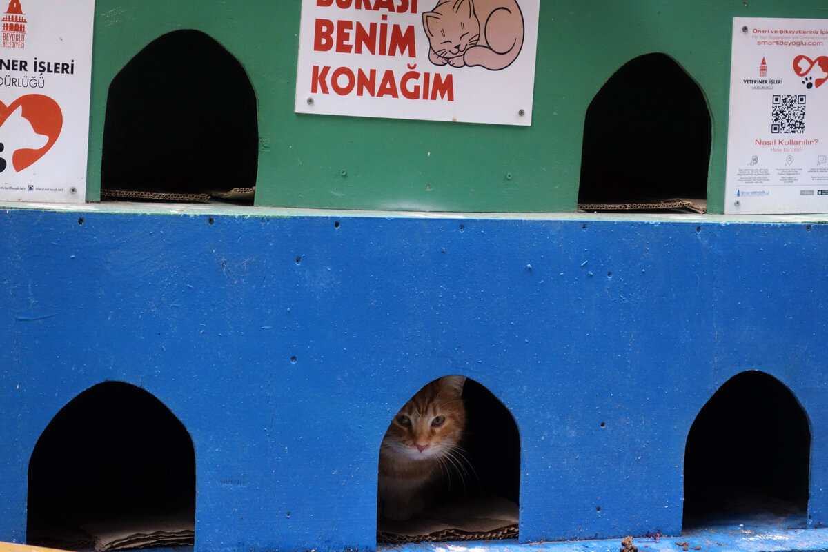 В квартире №2 на первом этаже живет Рыжик Семеныч. Похоже, он не слишком-то рад нашему визиту