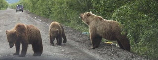 Фото с Яндекса картинки 