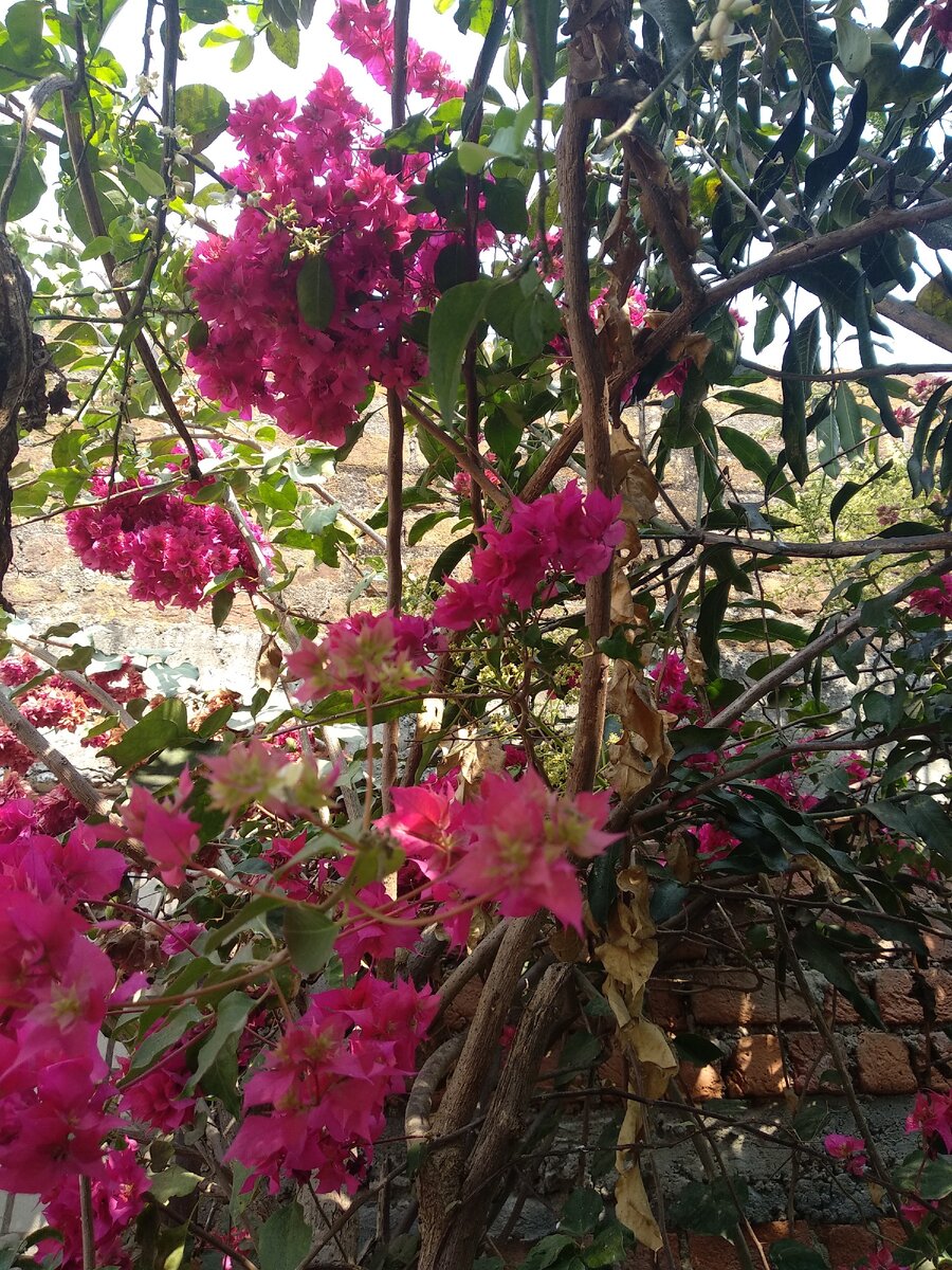 Вездесущая бугенвелия, её вы увидите по всей Индии в разных оттенках