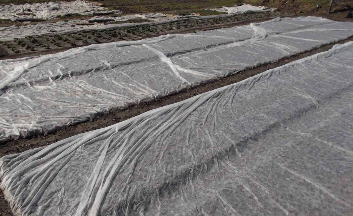 Агроволокно спасает растения от небольших заморозков.