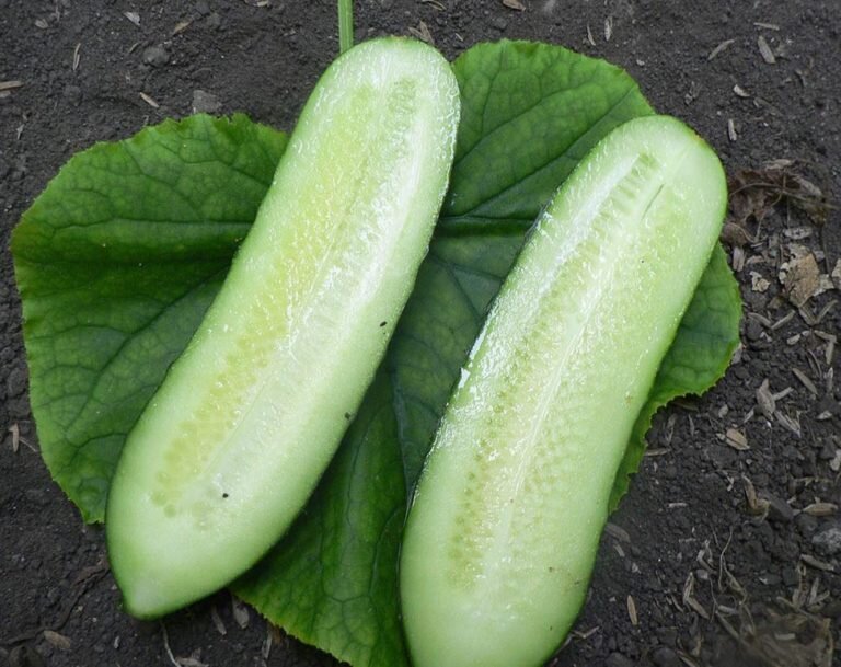 Фото: Яндекс Картинки. Огурцы "Каролина F1"