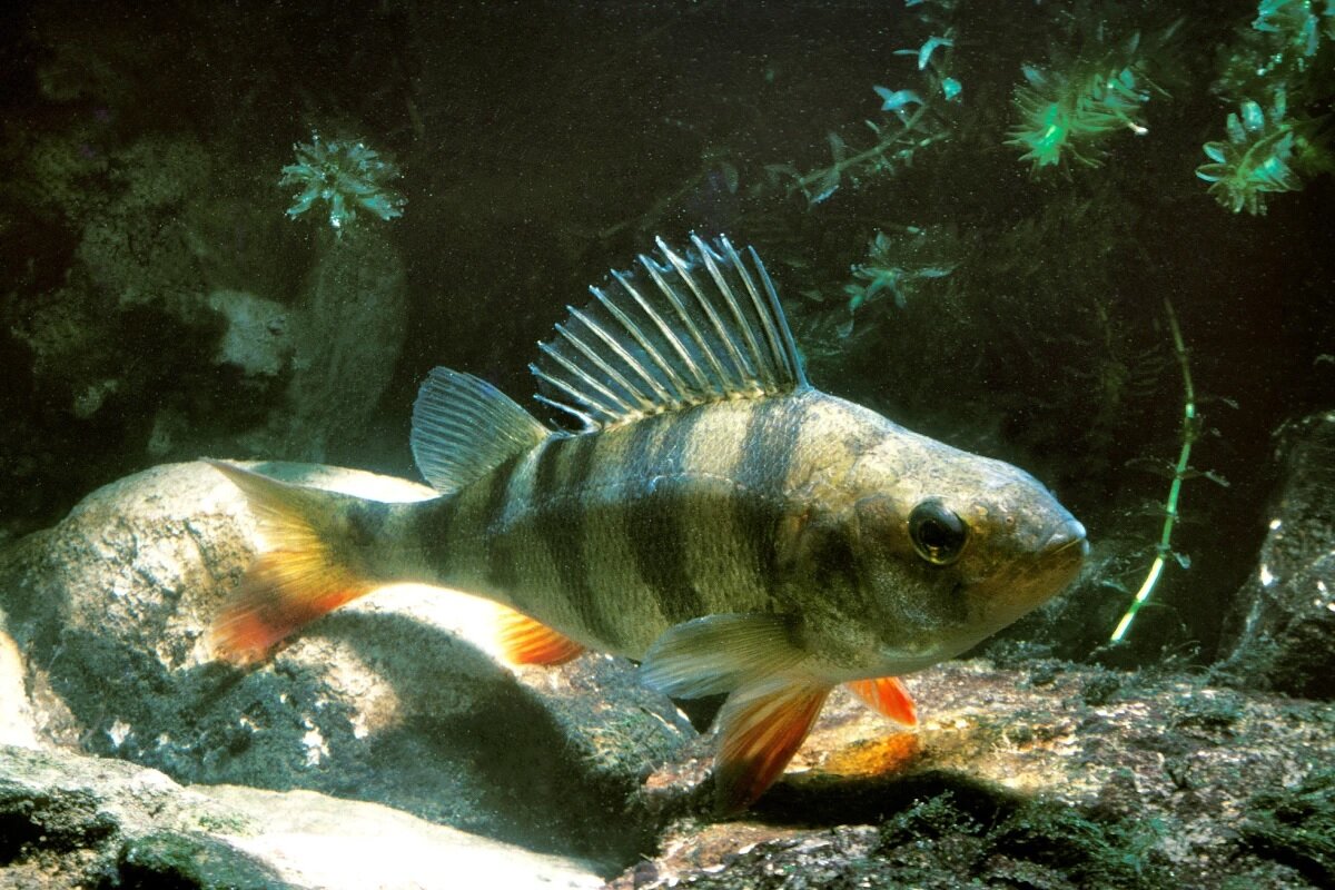 Источник: yandex.ru