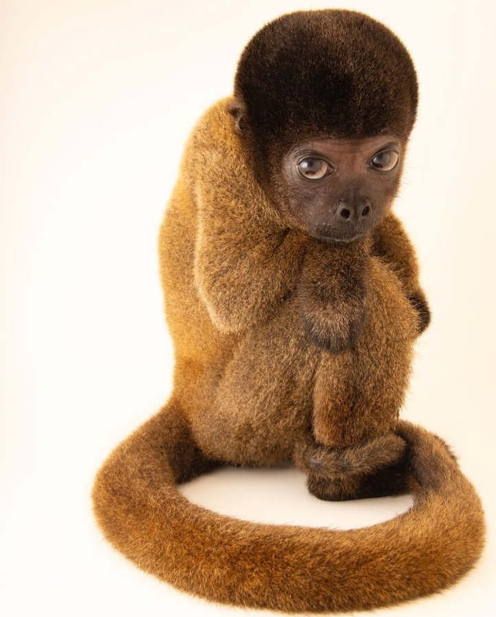 inst @joelsartore