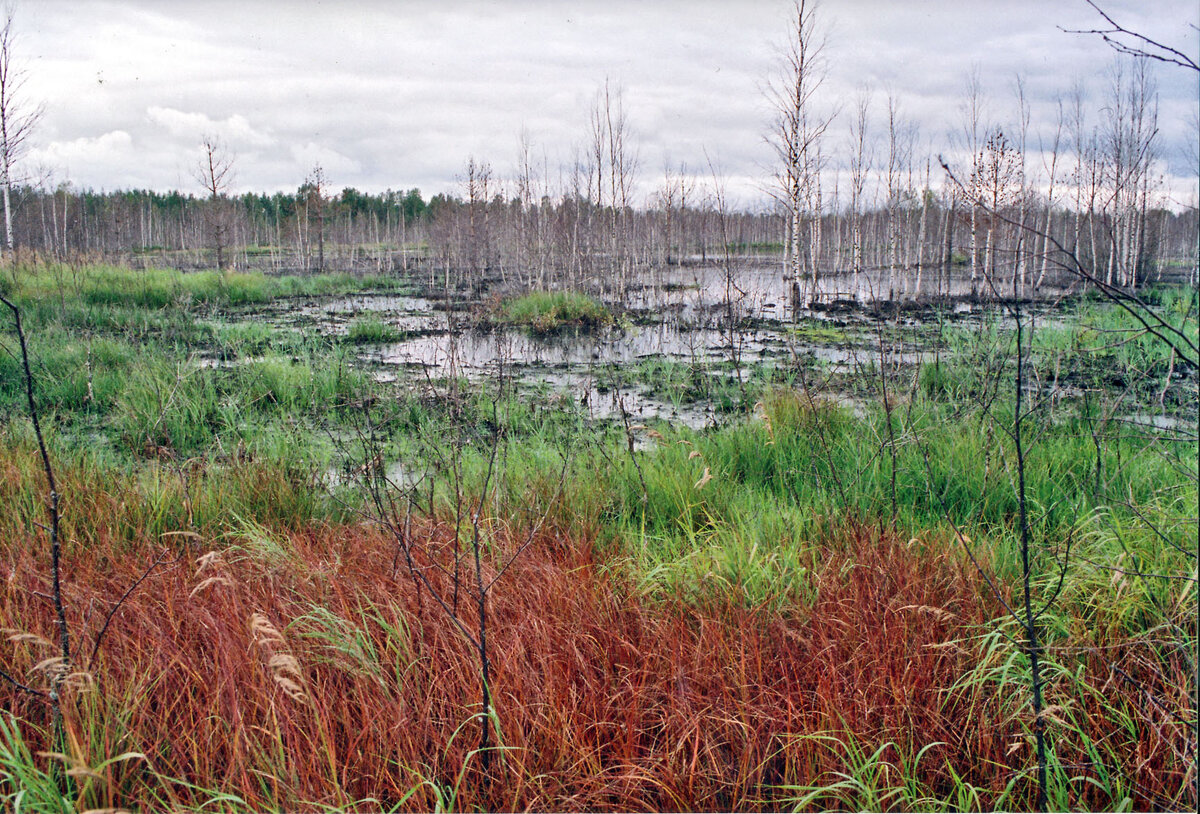 россия синявинские болота. весеннее болото. таежный болотистые озера. трясинные болота в свердловской области. болото отзывы.