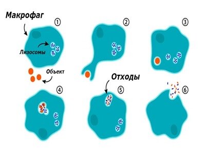 «Фантастические татуировки и как их удаляют»