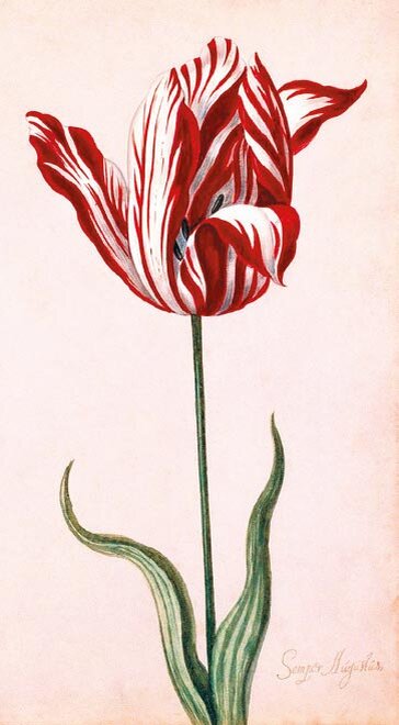 Тот самый тюльпан 