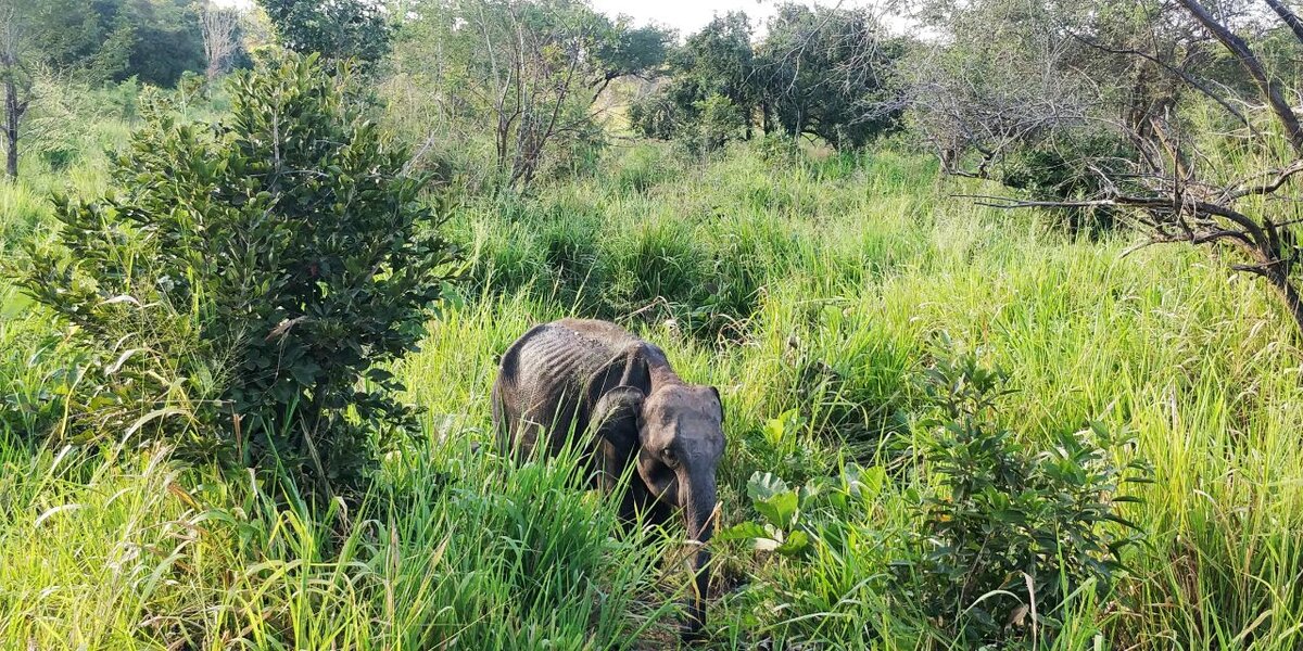 Тот самый худой слон. Фото из личного архива. 