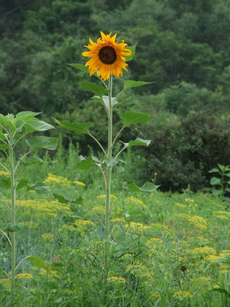 Солнышко на палочке