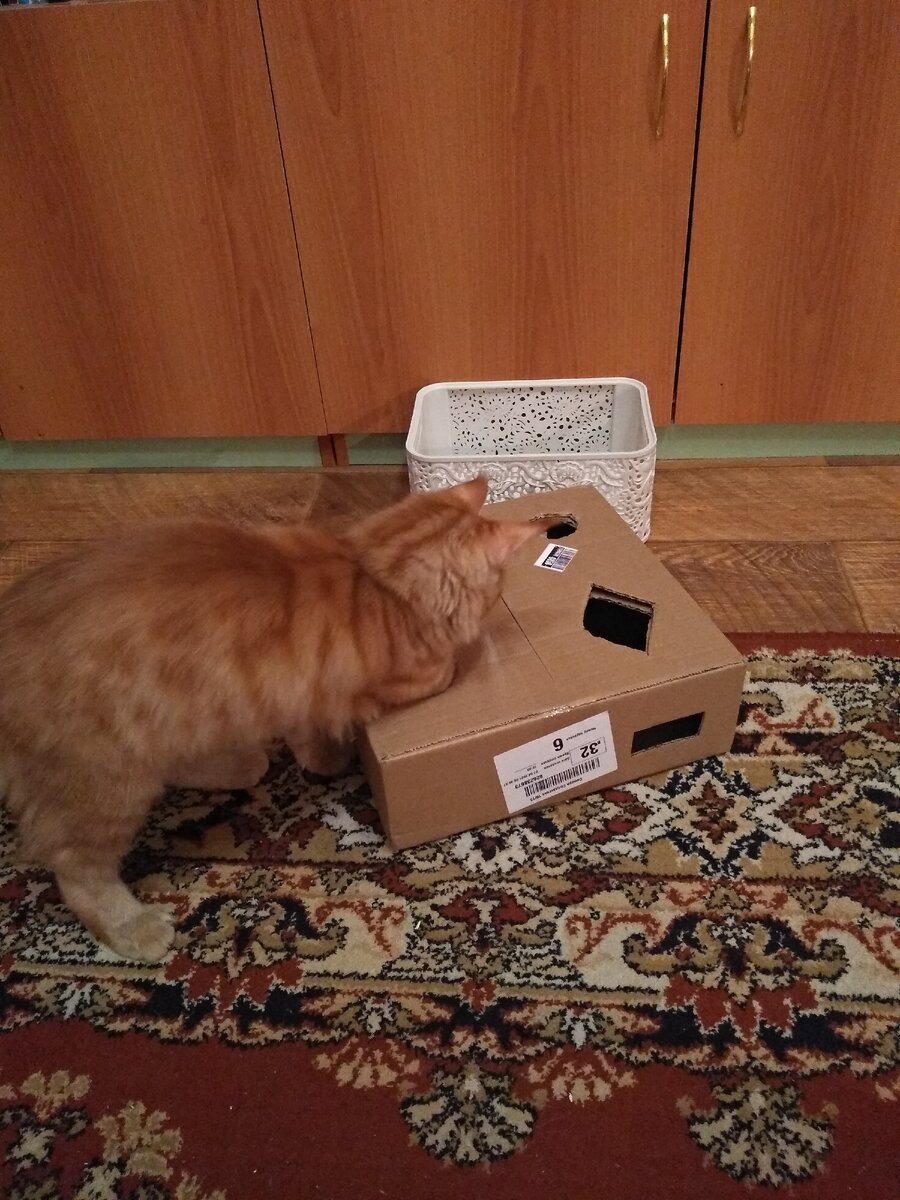 Коробка для кошки с котятами