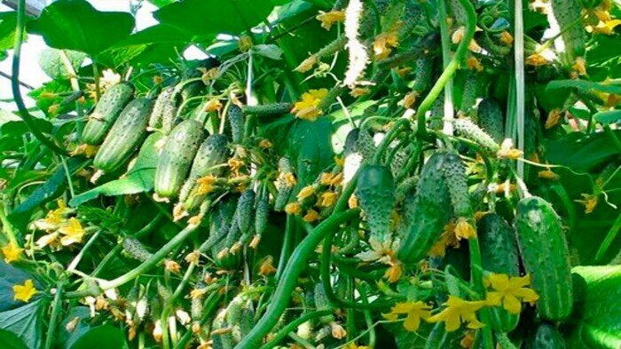 7 лайфхаков от огородников, у которых на грядках вырастают образцовые огурцы