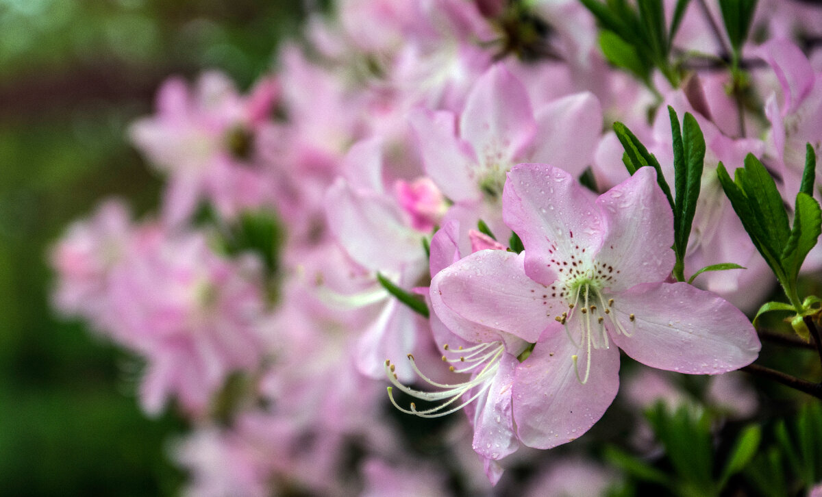 Суматра, Индонезия. Фото: моё.