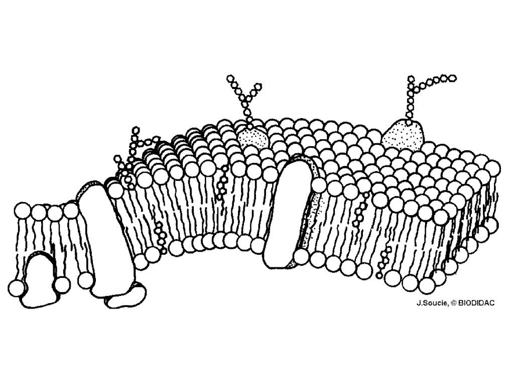 Строение мембраны рисунок. Строение плазматической мембраны без подписи. Схематический рисунок клеточной мембраны. Плазматическая клеточная мембрана рисунок. Рисунок плазматической мембраны клетки.
