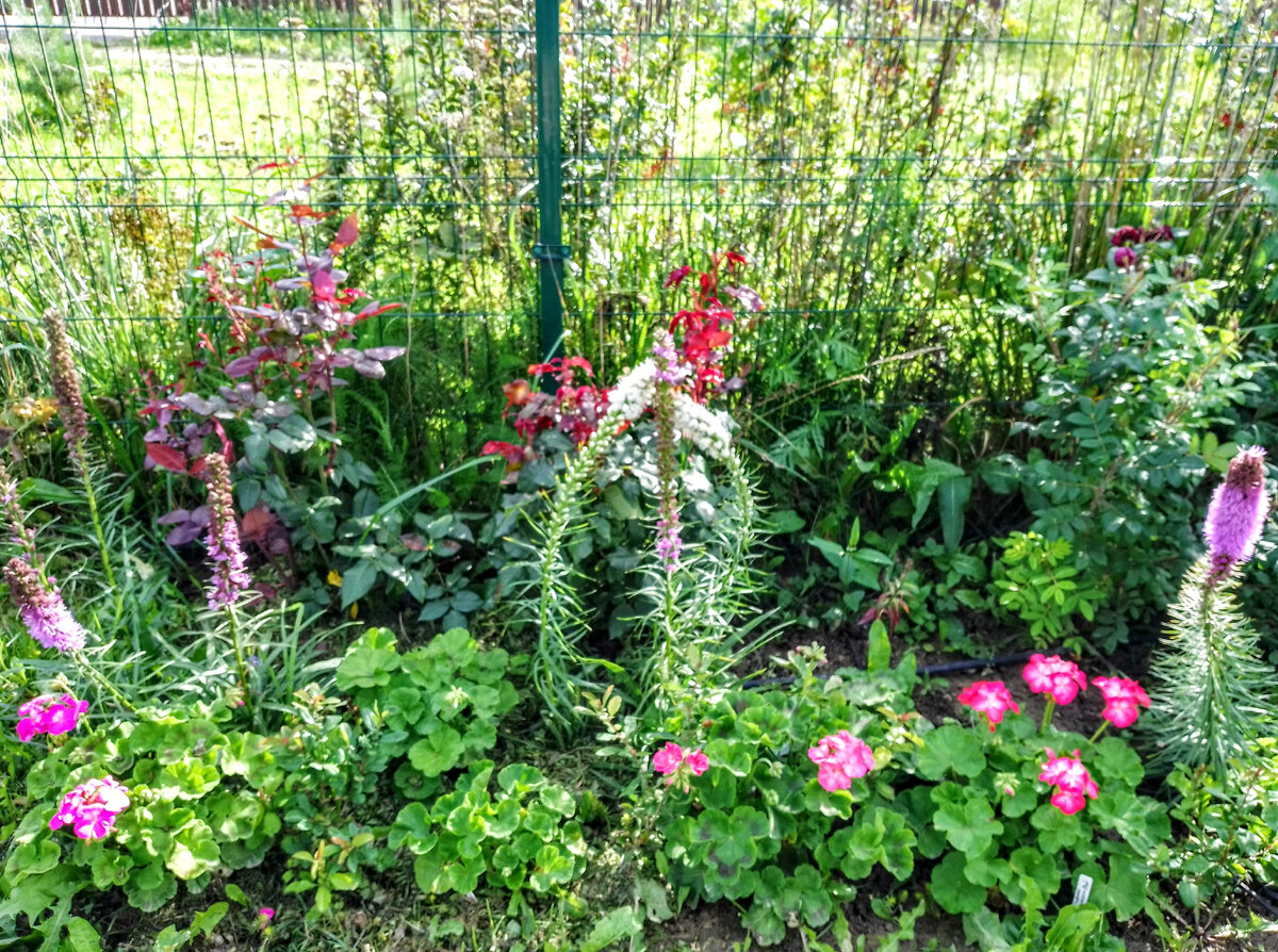 Бордюр из пеларгоний в цветнике с розами и лиатрисом, 1 сентября 2021
