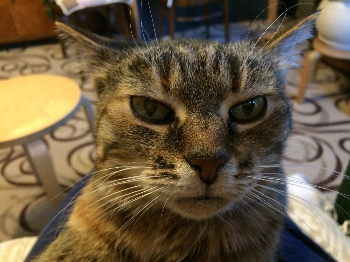 Лукерья. Фото автора